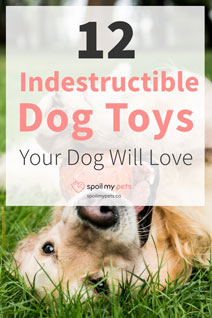 12 Most Indestructible Dog Toys Your Dog Will Love
