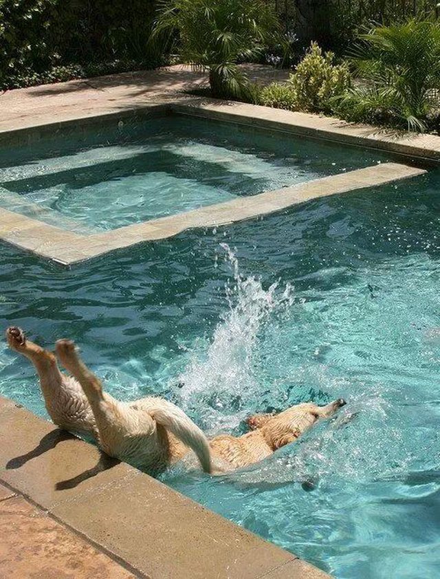 Awkward Labrador in Pool