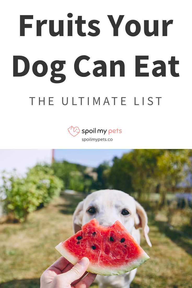 What Fruits Dogs Should Eat The Ultimate List [Infographic]