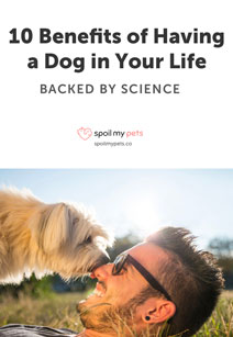 10 Amazing Benefits of Having a Dog in Your Life, Backed By Science