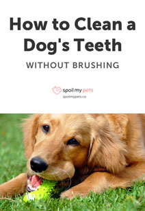 Improve Your Dog's Dental Hygiene Without Brushing Their Teeth