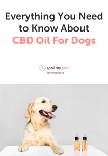 An In-Depth Guide to CBD Oil for Dogs: Everything You Need to Know
