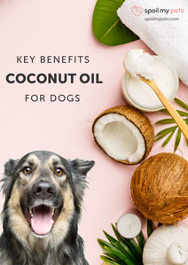 Key Benefits of Coconut Oil for Dogs