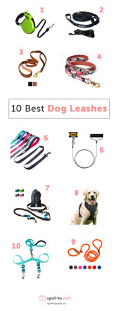 Top 10 Best Dog Leashes in 2019: How to Pick the Best One for Your Dog