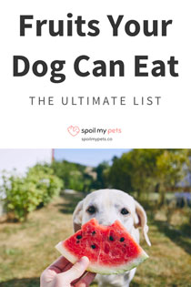 What Fruits Dogs Should Eat: The Ultimate List [Infographic]