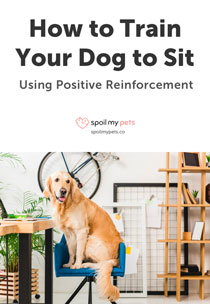 How to Train Your Dog to Sit Using Positive Reinforcement