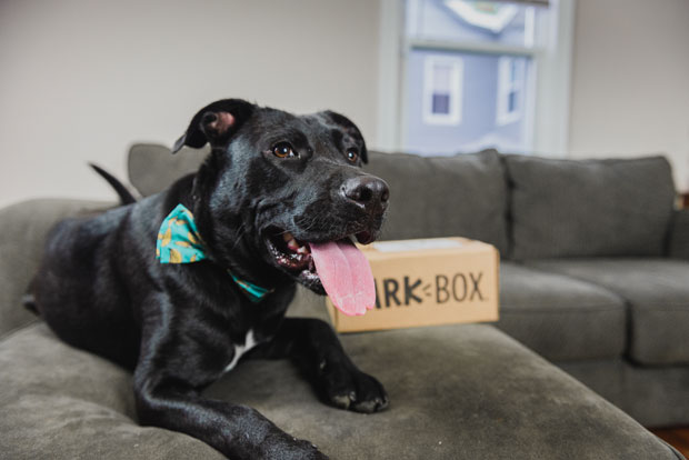 what is barkbox