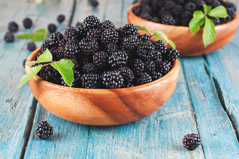 Can Dogs Have Blackberries? - The Powerful Benefits of Berries