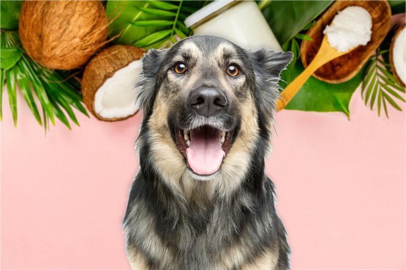 Key Benefits Of Coconut Oil For Dogs