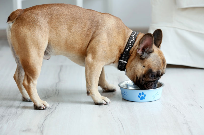 8 Best Automatic Dog Feeders in 2019