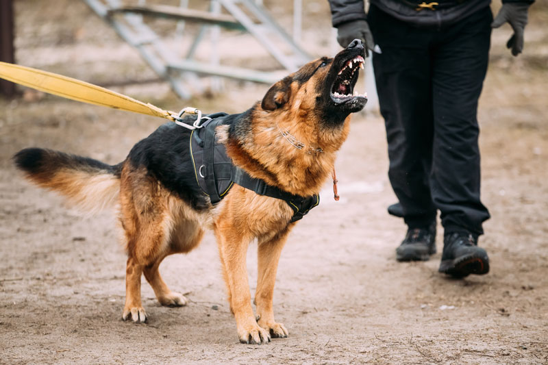 How Do Dogs Recognize A Bad Person