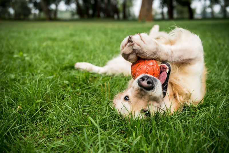 Most indestructible cheap dog toy