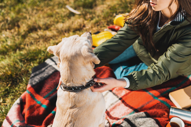 10 Cool Dog Collars for a Stylish Pup