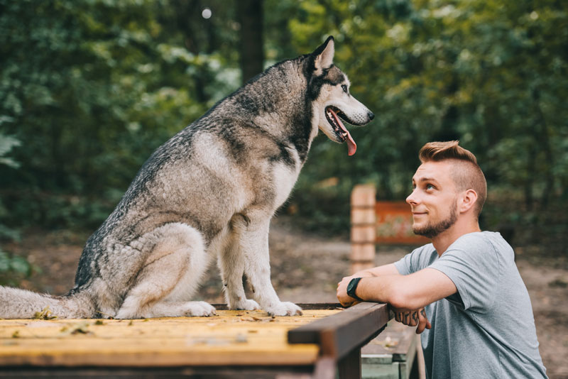 12 Basic Dog Commands Every Owner Needs to Learn