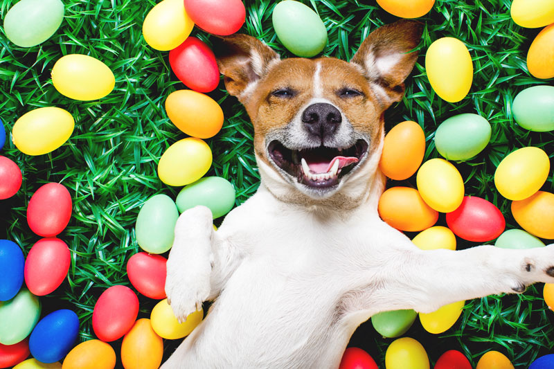 Dog easter basket ideas best sale