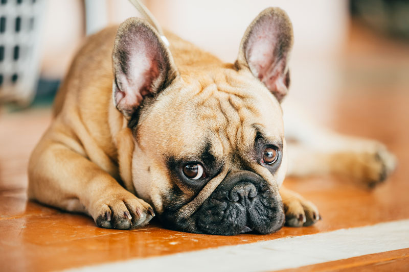 Why Dogs Eat Poop and How to Stop It