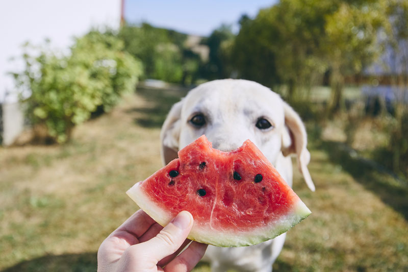 What Fruits Dogs Can Eat: The Ultimate List