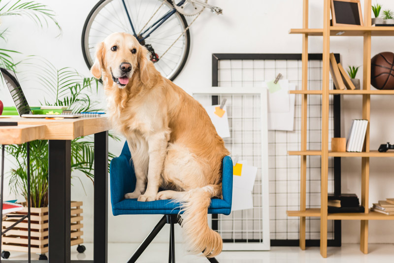 how to train a labrador puppy to sit