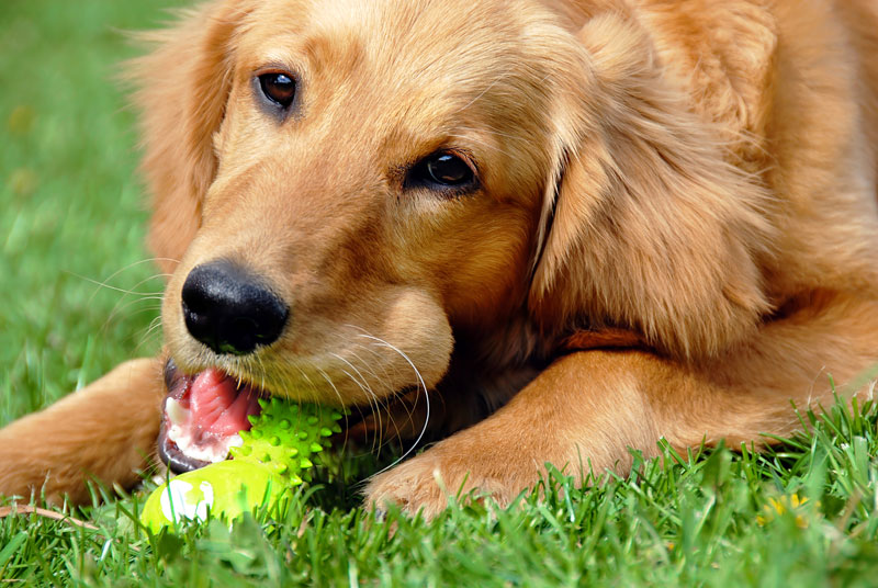 How to Clean a Dog's Teeth Without Brushing