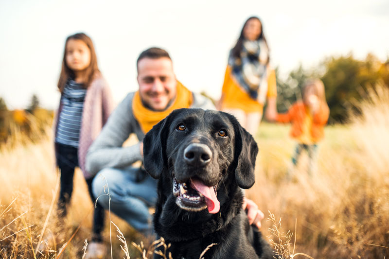 10 Friendliest Dog Breeds that are Great for Families