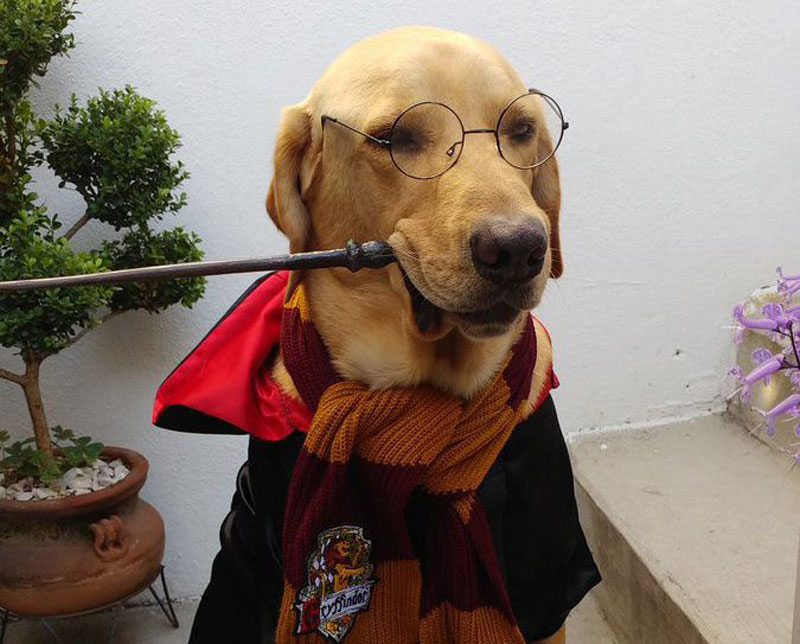 14 Unique Harry Potter Dog Accessoriess