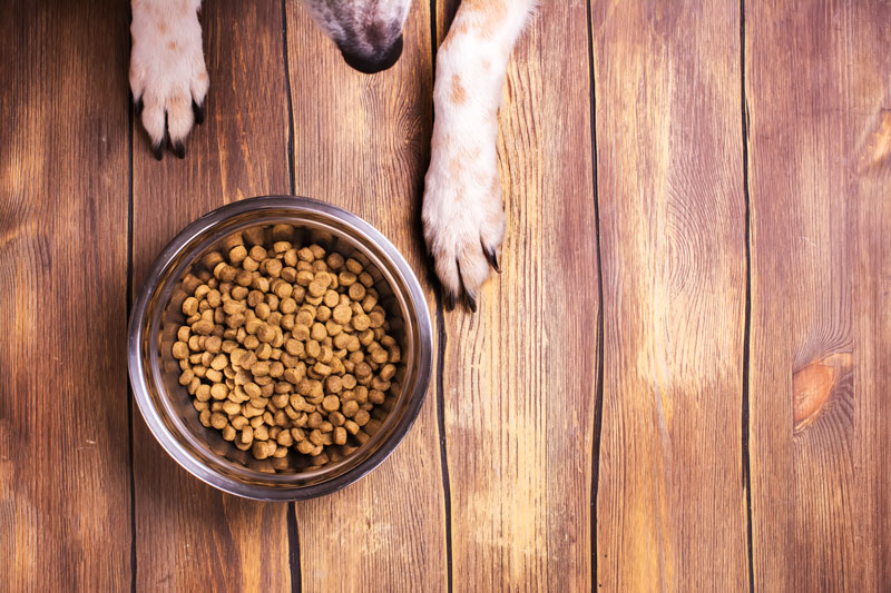 10 Healthiest Dog Foods: Pros & Cons