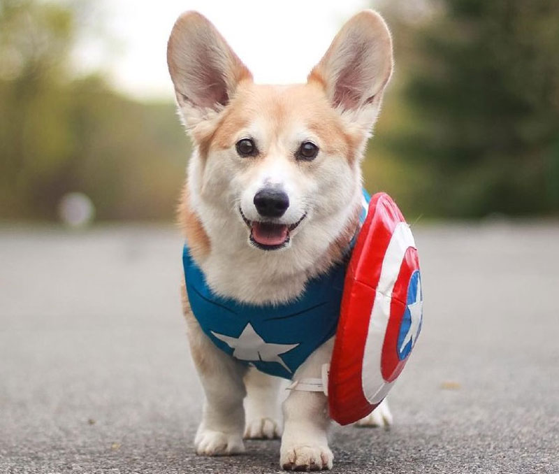 Marvel on sale dog accessories