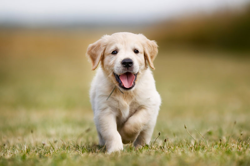 8 Things You Need for a Puppy