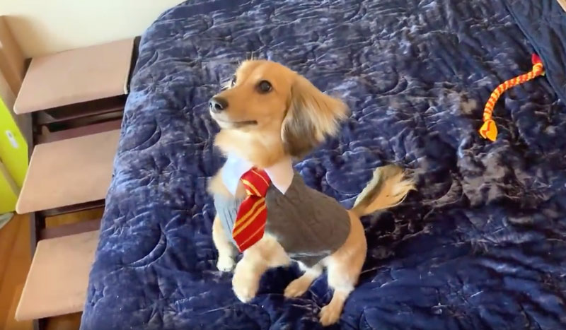 Dog Only Responds to Harry Potter Spells