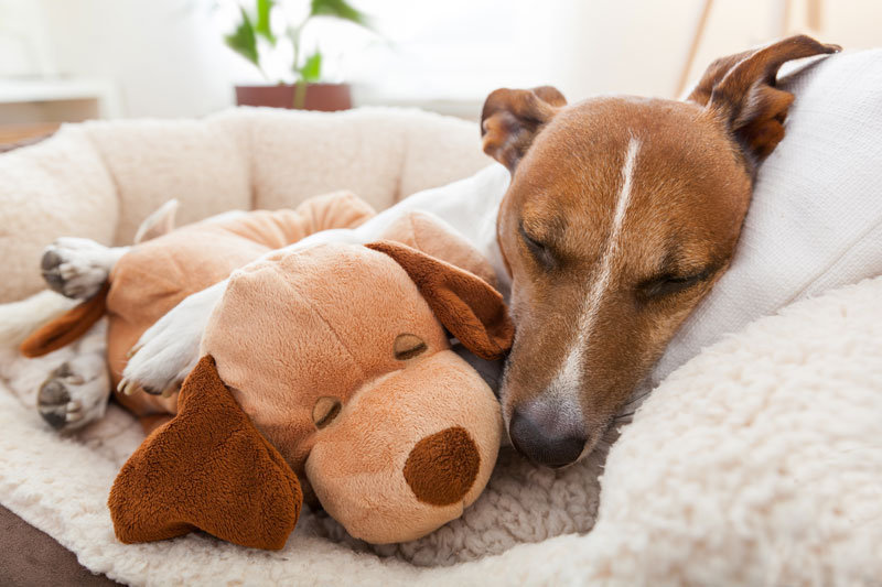 cool dog beds for small dogs