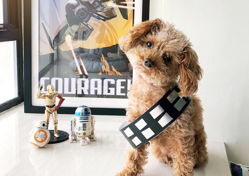 Star Wars Dog