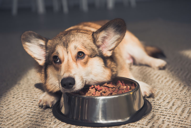 The Most Toxic Foods Your Dog Should Never Have