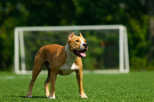 Staffordshire Bull Terrier