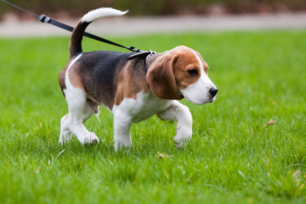 Beagle