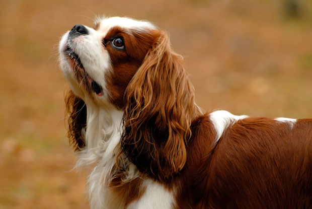 Cavalier King Charles Spaniel