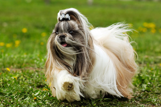 Shih Tzu