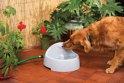 Dog Water Fountain