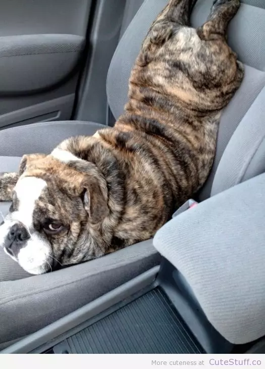 Awkward dog in car