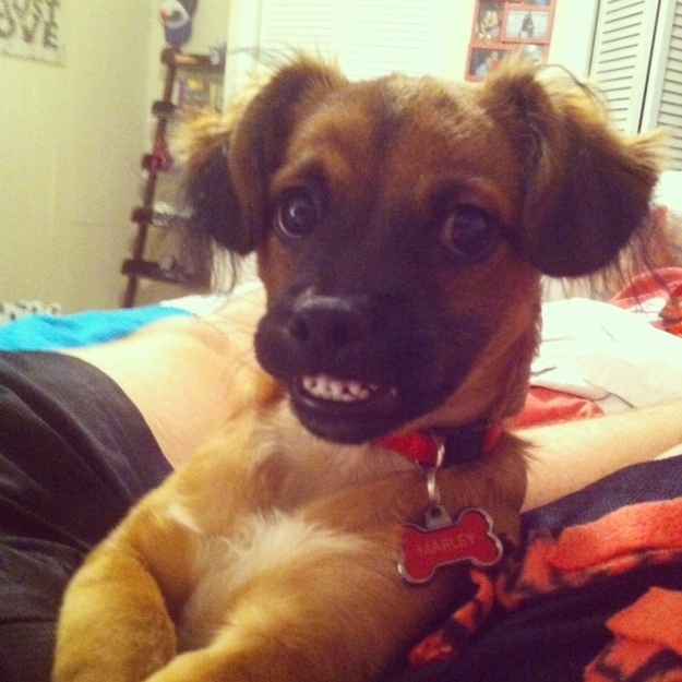 Awkward Dog Smile
