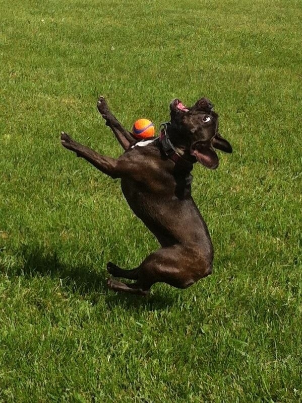 Awkward dog playing fetch