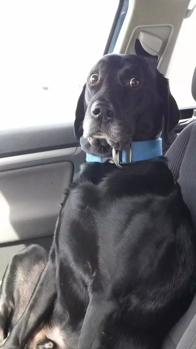 Awkward Dog in Car