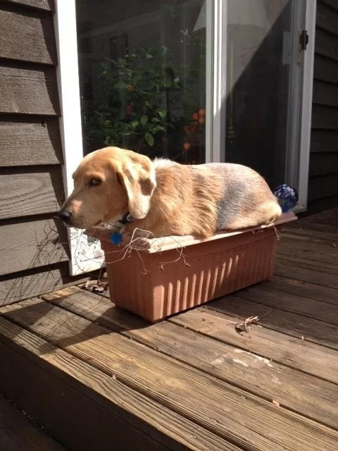 Awkward Dog in Potting Plant