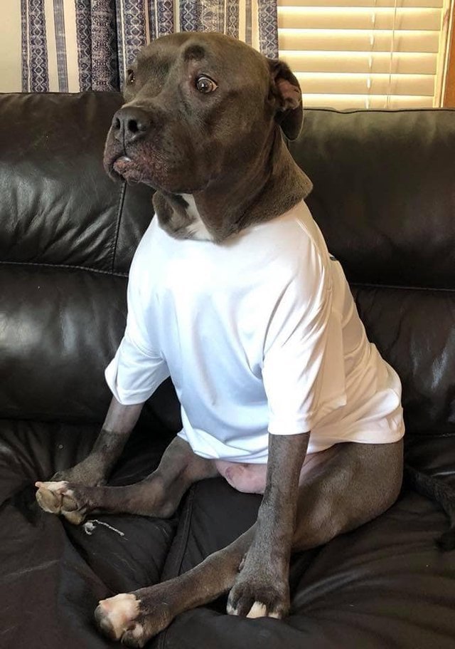 Awkward Dog in Shirt