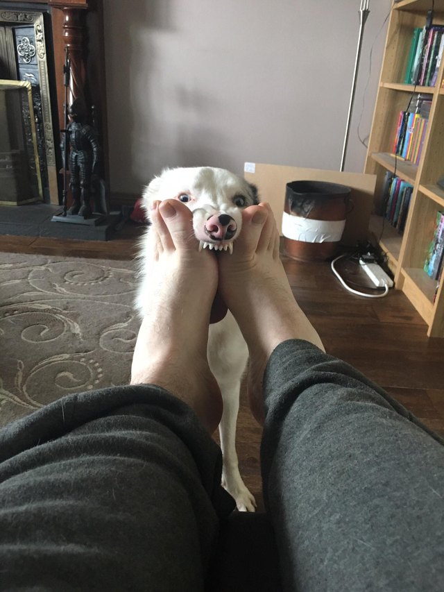 Awkward Dog Eating Feet