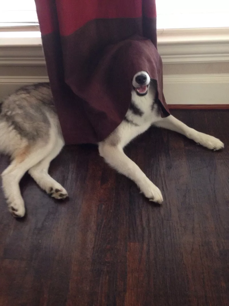 Awkward hide and seek dog
