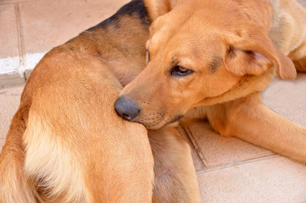 Coconut Oil for Fleas and Bites