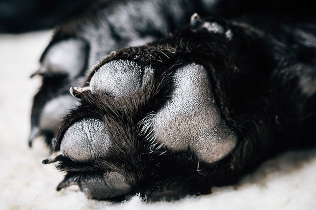 Coconut Oil for Paw Care