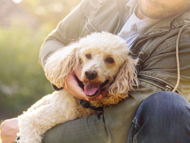 Happy Dog and Owner