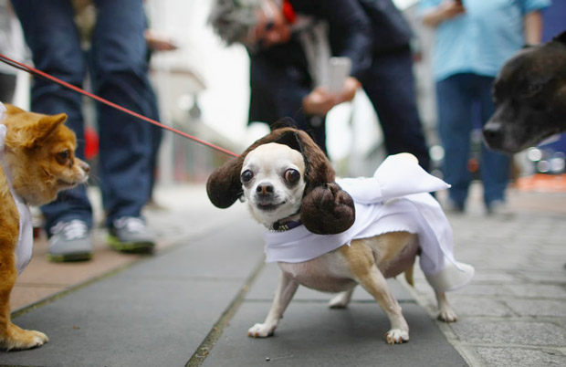 Princess Leia Dog