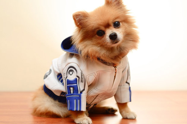 R2D2 Dog